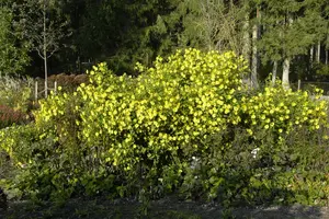Helianthus atrorubens - P9 - image 5