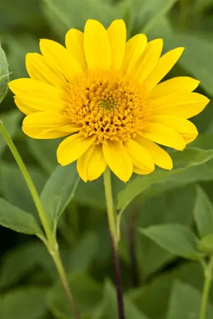 Helianthus dec. 'Capenoch Star' - P9 - image 1