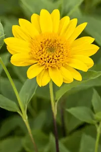 Helianthus dec. 'Capenoch Star'