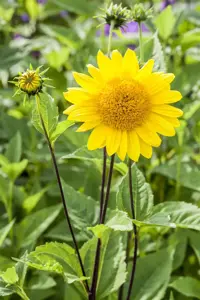 Helianthus dec. 'Capenoch Star' - P9 - image 3