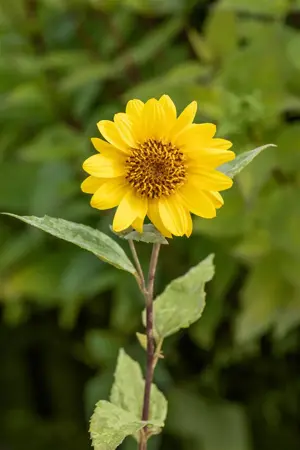 Helianthus dec. 'Capenoch Star' - P9 - image 5