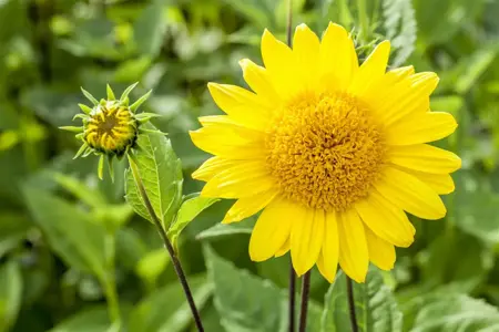 Helianthus dec. 'Capenoch Star' - P9 - image 2