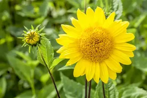 Helianthus dec. 'Capenoch Star' - P9 - image 2