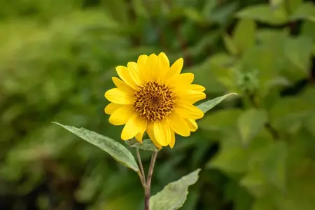 Helianthus dec. 'Capenoch Star' - P9 - image 4