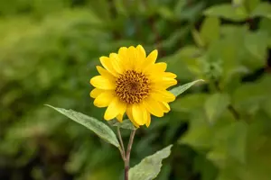 Helianthus dec. 'Capenoch Star' - P9 - image 4