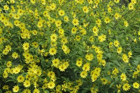 Helianthus 'Lemon Queen' - P9