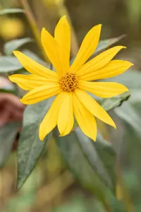 Helianthus tuberosus - 2 Ltr pot - image 2
