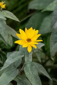 Helianthus tuberosus - 2 Ltr pot - image 4