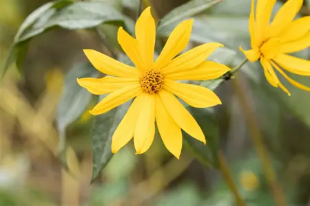 Helianthus tuberosus - 2 Ltr pot - image 1
