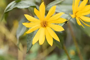 Helianthus tuberosus - 2 Ltr pot - image 1