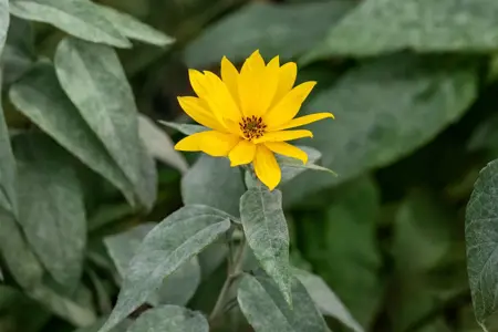 Helianthus tuberosus - 2 Ltr pot - image 3