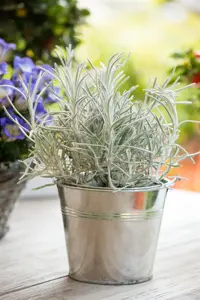 Helichrysum italicum - P9 - image 5