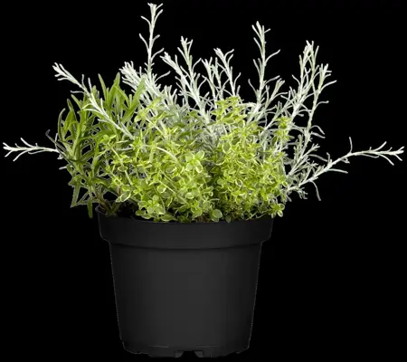 Helichrysum italicum - P9 - image 3