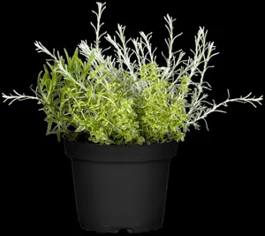 Helichrysum italicum - P9 - image 3
