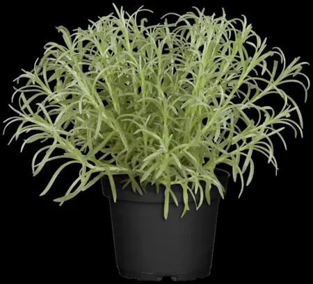 Helichrysum italicum - P9 - image 4