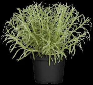Helichrysum italicum - P9 - image 4