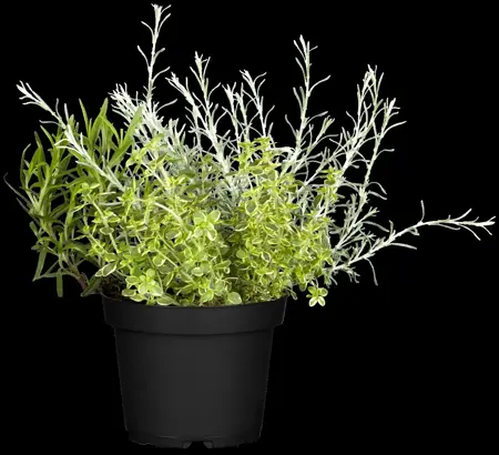 Helichrysum italicum - P9 - image 2