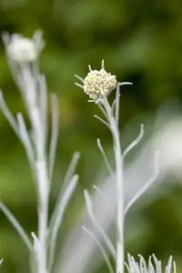 Helichrysum italicum 'Tall Curry' - 2 Ltr pot - image 3