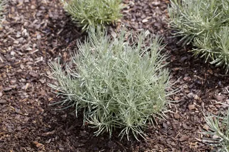 Helichrysum italicum 'Tall Curry' - 2 Ltr pot - image 1