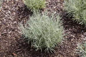 Helichrysum italicum 'Tall Curry' - P9 - image 3