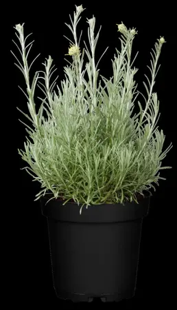 Helichrysum italicum 'Tall Curry' - 2 Ltr pot - image 2