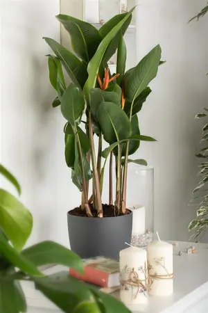 Heliconia 'Olympic Dream' - P9 - image 3
