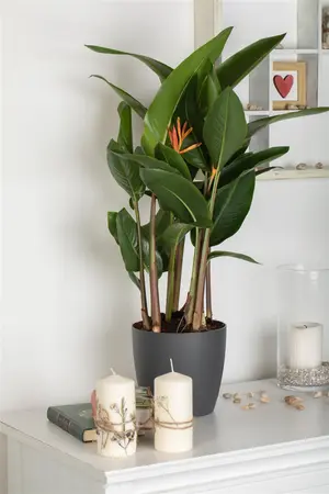 Heliconia 'Olympic Dream' - P9 - image 2