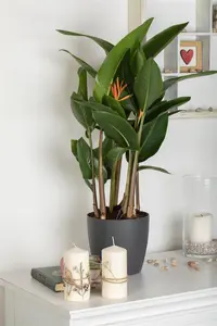 Heliconia 'Olympic Dream' - P9 - image 2