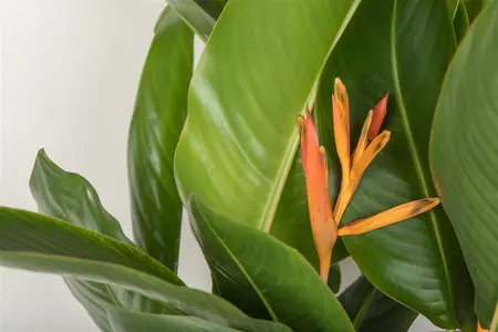 Heliconia 'Olympic Dream' - P9 - image 1