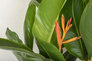 Heliconia 'Olympic Dream'