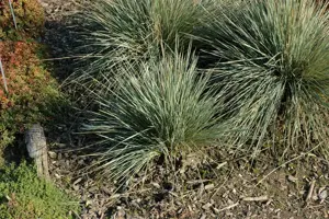 Helictotrichon sem. 'Saphirsprudel'