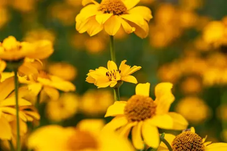 Heliopsis h. 'Golden Rules' - P9 - image 3