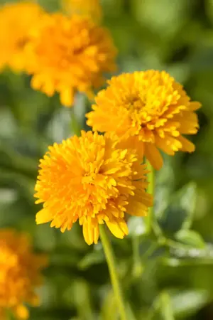Heliopsis h. 'Midnight Glow' - 2 Ltr pot