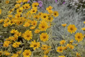Heliopsis h. 'Network'