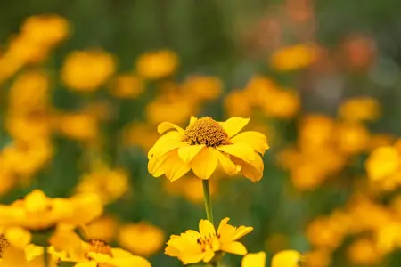 Heliopsis h. 'Network' - 2 Ltr pot - image 2