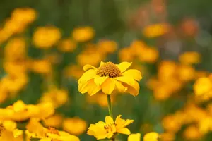 Heliopsis h. 'Network' - 2 Ltr pot - image 2