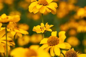 Heliopsis h. 'Network' - 2 Ltr pot - image 3