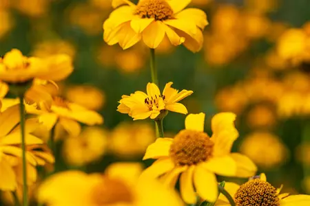 Heliopsis h. 'Solar Flare' - 2 Ltr pot - image 3