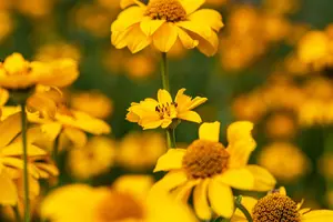 Heliopsis h. 'Solar Flare' - 2 Ltr pot - image 3