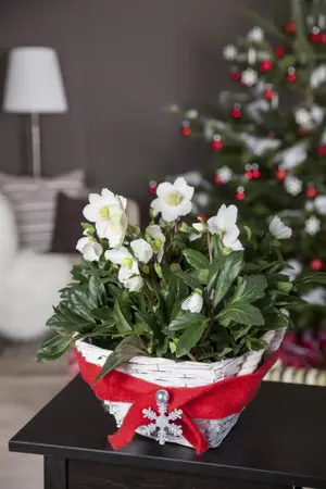 Helleborus 'Amor' - 2 Ltr pot - image 4