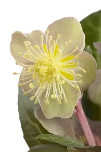 Helleborus arg. 'Green Dwarf' - P9 - image 2