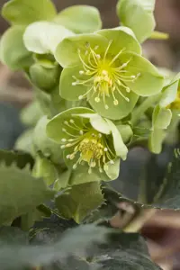 Helleborus argutifolius
