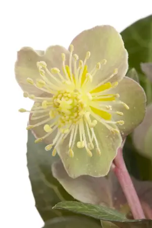 Helleborus argutifolius - 2 Ltr pot - image 2