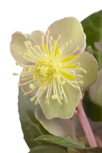 Helleborus argutifolius - 2 Ltr pot - image 2