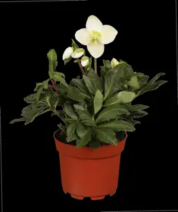 Helleborus 'Christmas Carol'