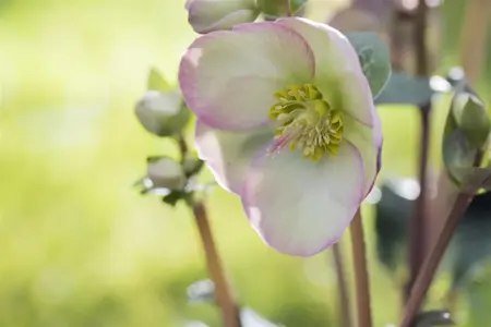 Helleborus 'Dana's Dulcet' - 2 Ltr pot - image 2