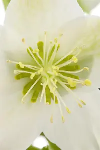 Helleborus erics. 'Valeria' - 2 Ltr pot - image 2