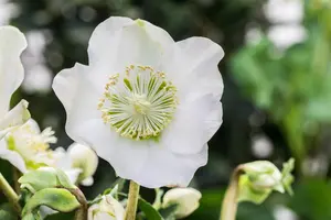 Helleborus erics. 'Valeria' - 2 Ltr pot - image 3