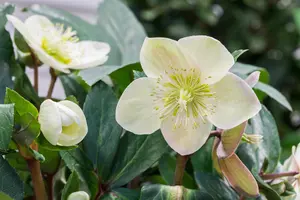 Helleborus erics. 'Valeria' - 2 Ltr pot - image 4