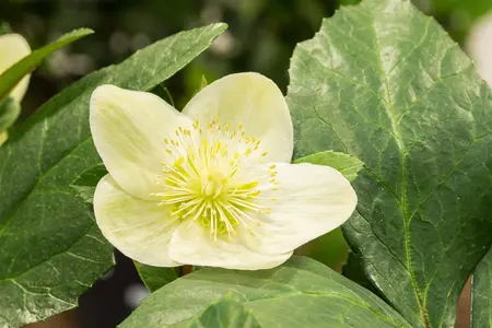 Helleborus erics. 'Valeria' - 2 Ltr pot - image 5